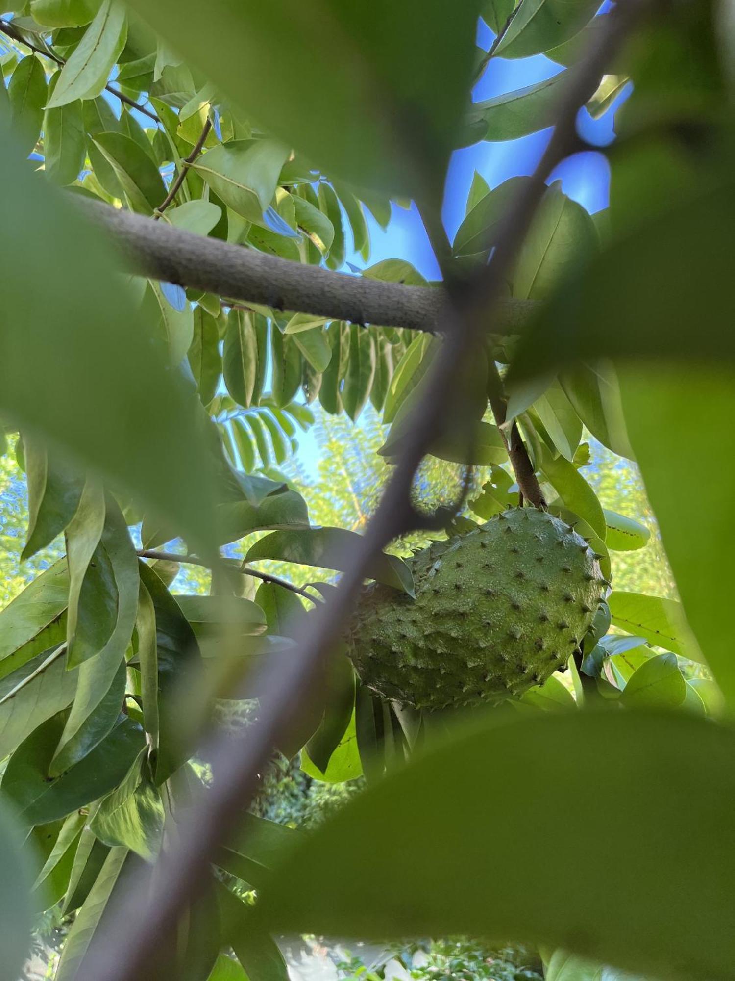 Eden Paradise Ecolodge & Spa Sainte-Luce Eksteriør bilde