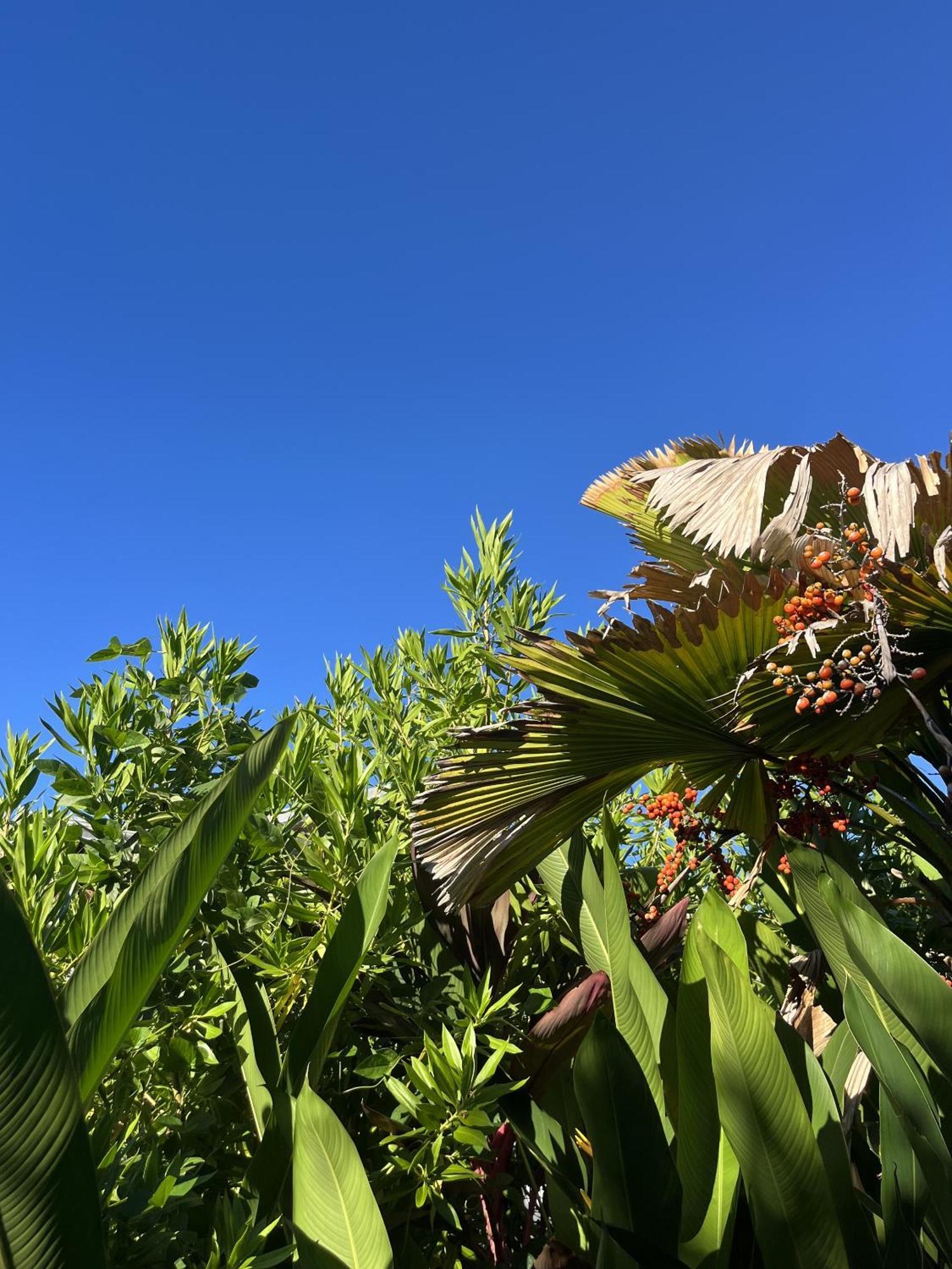 Eden Paradise Ecolodge & Spa Sainte-Luce Eksteriør bilde