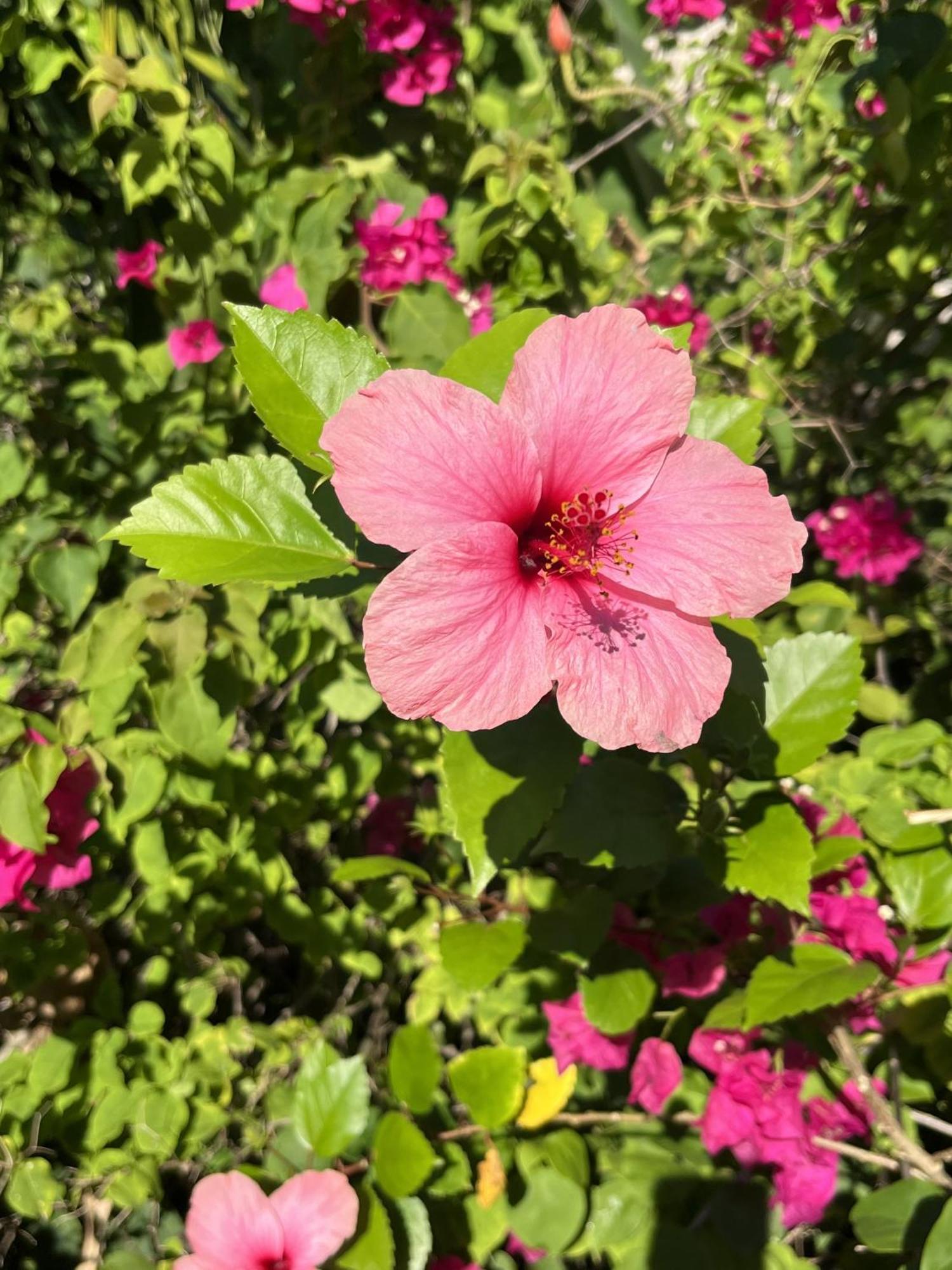 Eden Paradise Ecolodge & Spa Sainte-Luce Eksteriør bilde