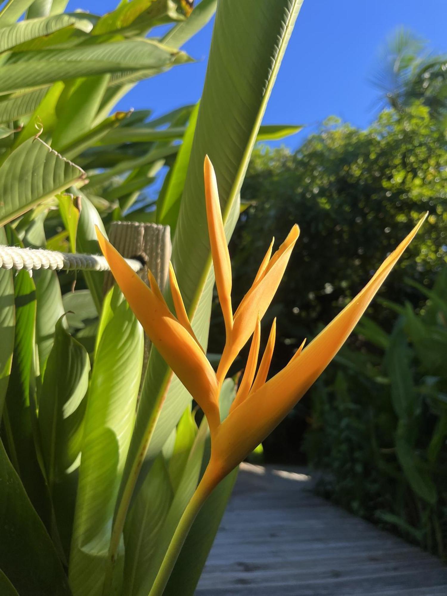 Eden Paradise Ecolodge & Spa Sainte-Luce Eksteriør bilde