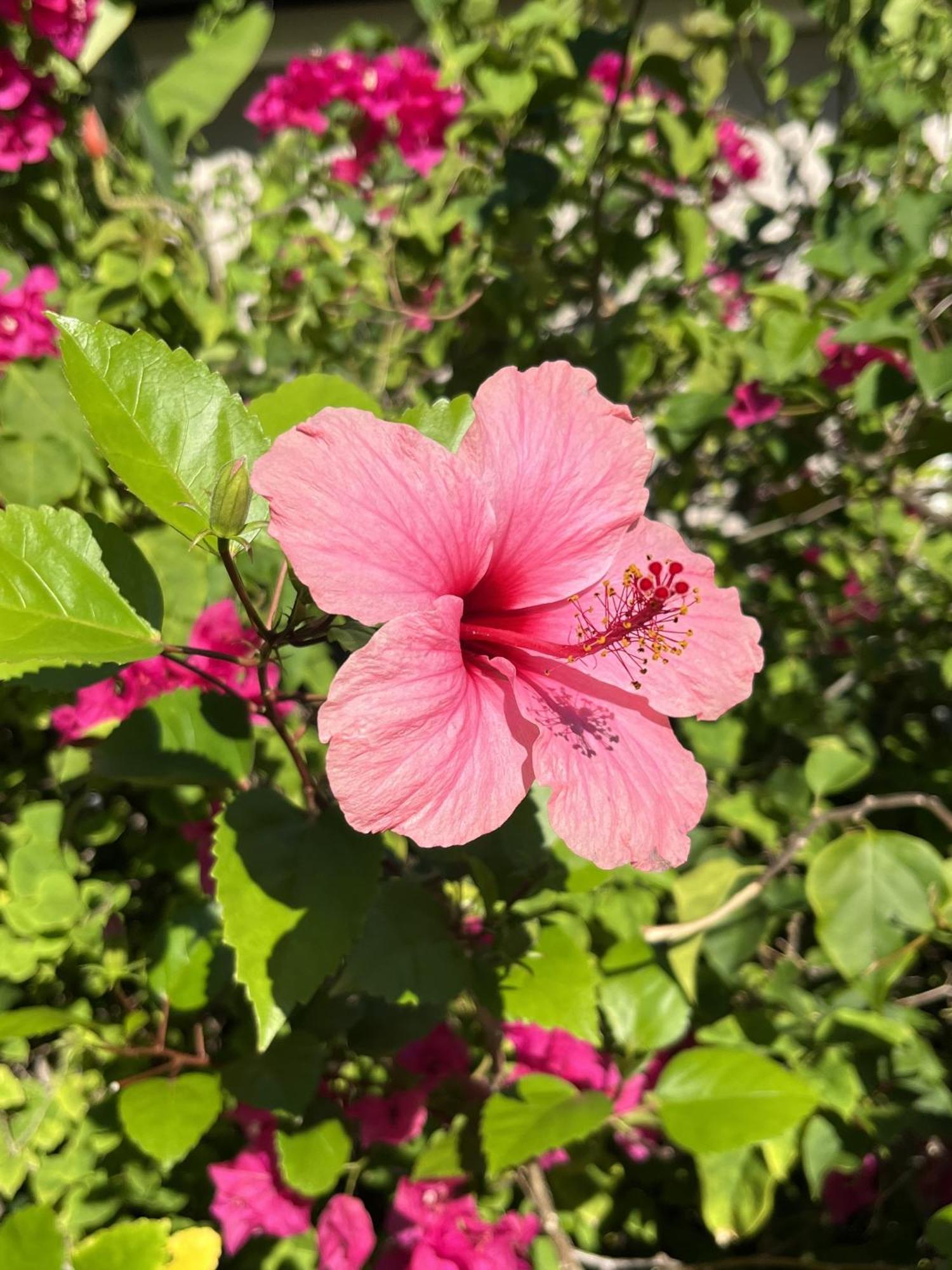 Eden Paradise Ecolodge & Spa Sainte-Luce Eksteriør bilde